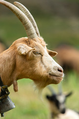 Portrait of a beautiful brown goat outside