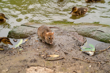 water spit and  duckling on  banks of river.