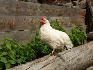A white chicken resting on a plank
