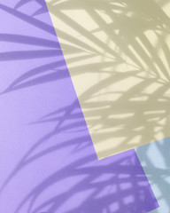 colored paper background with palm shadows