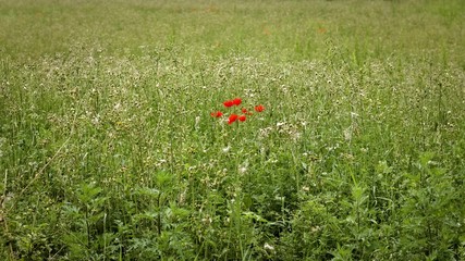 Red poppies in an italian countryside field (Pesaro, Italy, Europe)