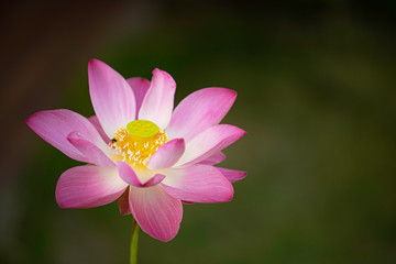 Obraz premium pink water lily with bee