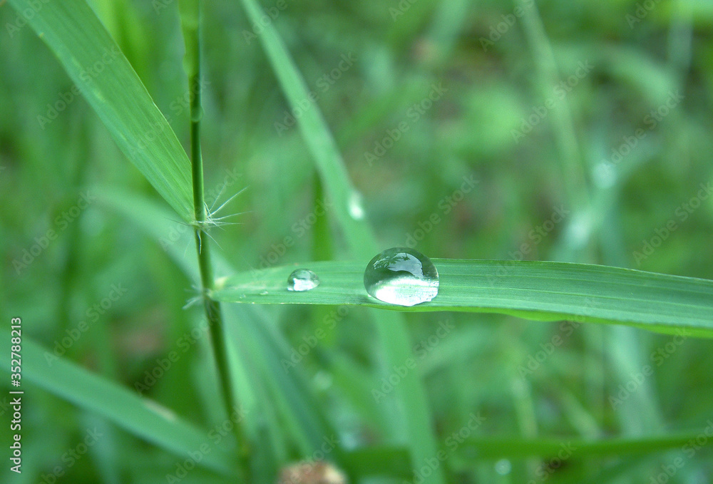 Wall mural dew on grass