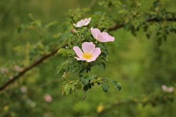 Dog-roses in the italian countryside (Pesaro, Italy, Europe)