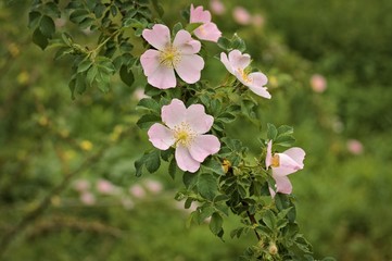 Dog-roses in the italian countryside (Pesaro, Italy, Europe)