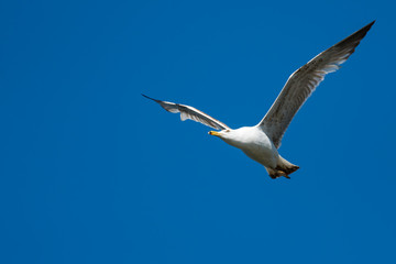 Fototapeta premium A White Gull Flying above the Sea in Search for Food on Sunny Spring Day