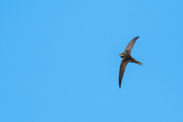 A Common Swift Flying High Above in Mid-Spring