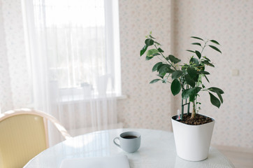 A notebook with a cup of tea and plant on the table