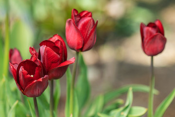 Red tulips flower blooming in spring garden.
