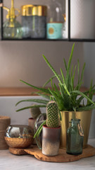 desert plants on the kitchen counter