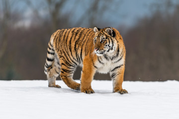 Naklejka premium Siberian Tiger running in snow. Beautiful, dynamic and powerful photo of this majestic animal. Set in environment typical for this amazing animal. Birches and meadows