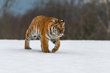 Fototapeta na wymiar Siberian Tiger running in snow. Beautiful, dynamic and powerful photo of this majestic animal. Set in environment typical for this amazing animal. Birches and meadows