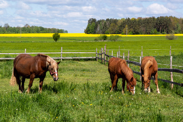 Krajobraz wiejski Podlasia. Konie na łące, Podlasie, Polska