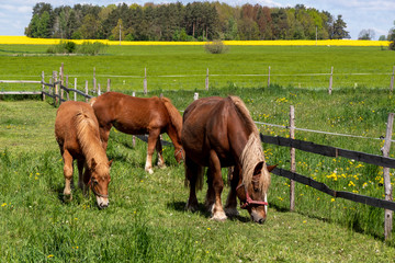 Krajobraz wiejski Podlasia. Konie na łące, Podlasie, Polska © podlaski49