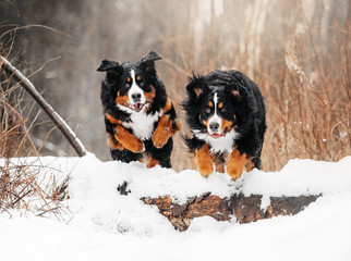 two happy bernese mountain dogs jumping in the snow