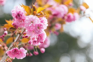 Amazing pink cherry blossoms on the Sakura tree.