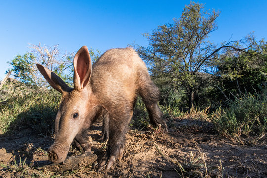 Aardvark feeding during the late afternoon in winter