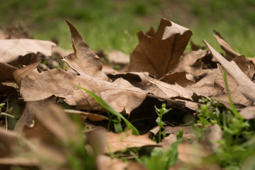 Otoño