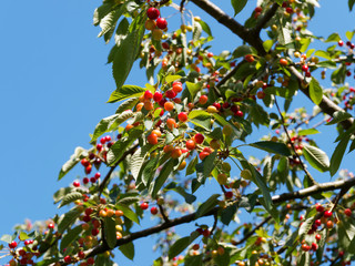 (Prunus cesarus) Branches du cerisier ou griottier garnies de cerises en cours de maturation