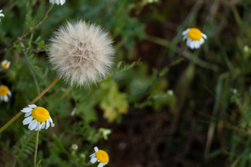 Spring flowers, daisies and dandelions