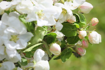 Beautiful spring blossom of apple tree with white flowers