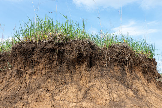 Exposed layers of chernozem with grasses and clay as a result of river bank erosion (mass failure)