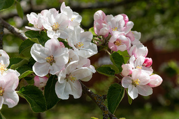 Obraz premium Branches of a blooming apple tree in the garden
