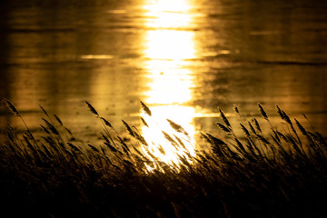 Large grass high contrast against lake with sun beam