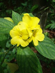 yellow flower in the garden