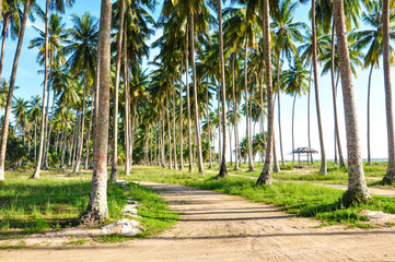 Coconut Trees at Beach