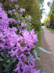 Obraz premium flowers in the garden