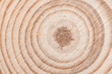 Fototapeta premium Wooden tree cut surface with organic tree rings