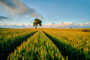 Fototapeta na wymiar Countryside view of cultivated fields, Poland 