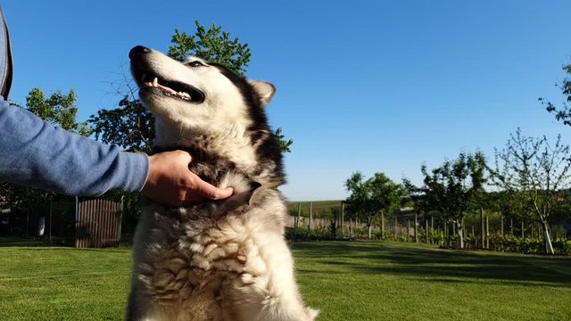 Caress my husky dog ​​with one hand which is very nice and good in Romania and blue sky in the back