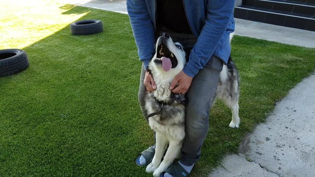 Caress my husky dog ​​with two hands which is very nice and good in Romania 4k