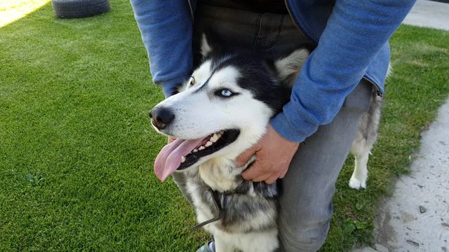 Caress my husky dog ​​with two hands which is very nice and good in Romania 4k