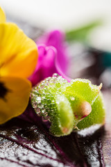 fresh edible microgreens and flowers