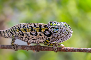Chamäleon im Regenwald von Madagaskar