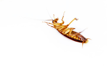 Cockroaches lying on their backs on a white background.