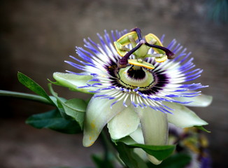 purple and white flower