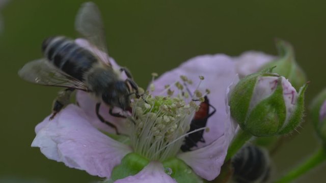 Bee on a Blackberry blossom in spring - (4K)
