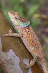 Chamäleon im Regenwald von Madagaskar