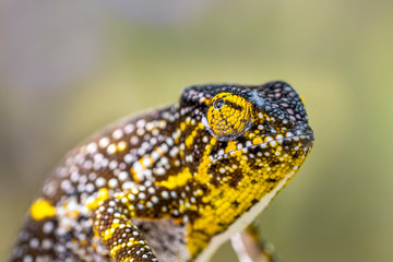 Chamäleon im Regenwald von Madagaskar