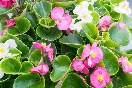 White and pink wax Begonia (Begonia cucullata, also known as Begonia semperflorens)