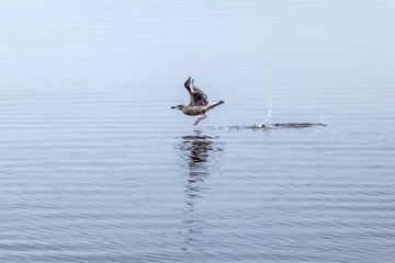 A seagull takes off over the water. Lake Ilmen. Novgorod