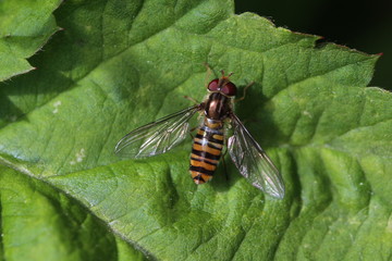 Schwebfliege mit geöffneten Flügeln