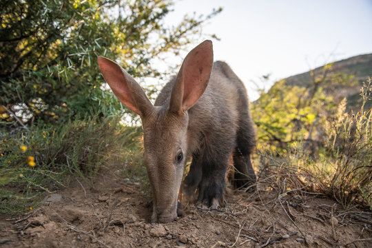 Aardvark feeding during the late afternoon in winter
