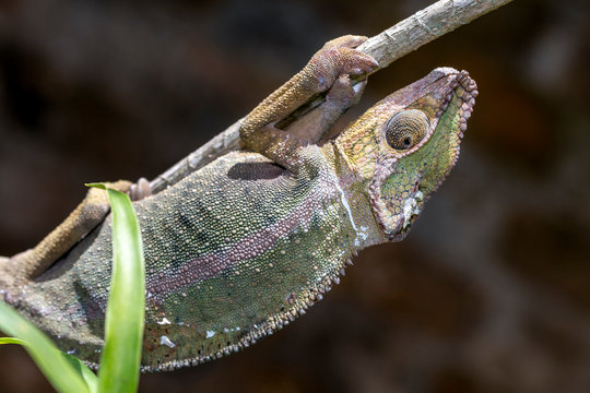 Allomimese Bilder Durchsuchen 647 Archivfotos, und