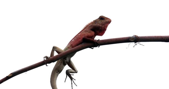 Lizards defecate on a branch