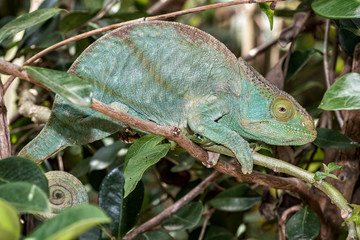 Chamäleon im Regenwald von Madagaskar